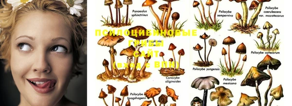 apvp Михайлов